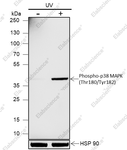Recombinant Phospho-p38 MAPK (Thr180, Tyr182) Monoclonal Antibody - 3