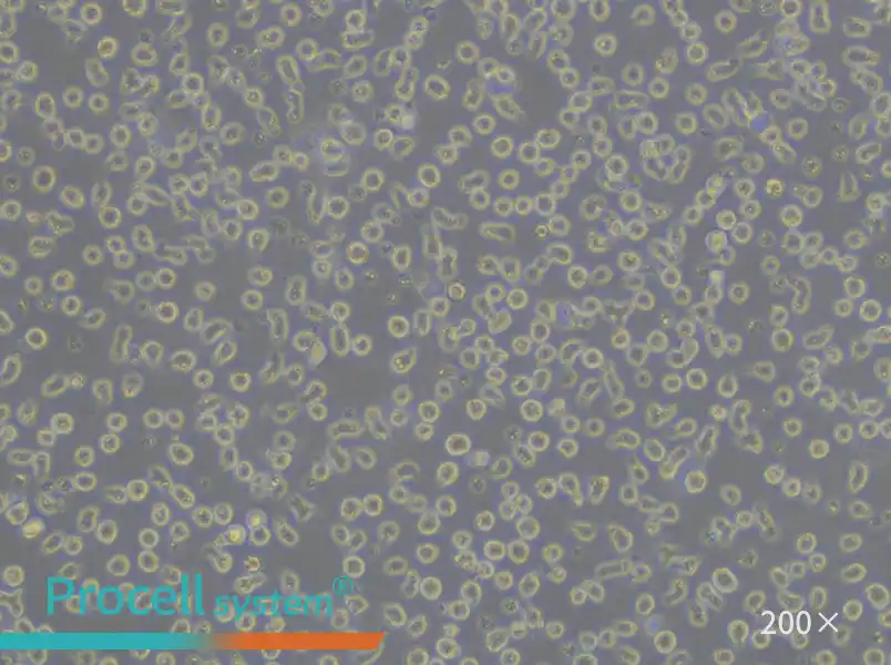 JeKo-1 Cell Complete Medium - 4