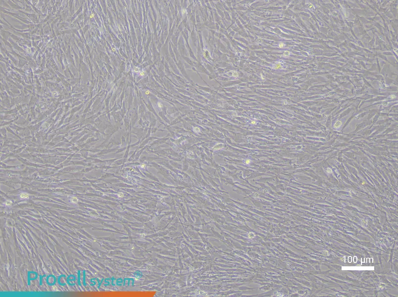 Chicken Adipose-Derived Stem Cell Complete Medium - 2