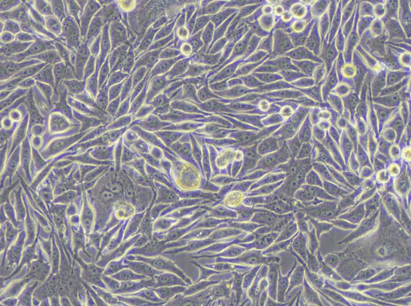 MP41 Cell Complete Medium - 6