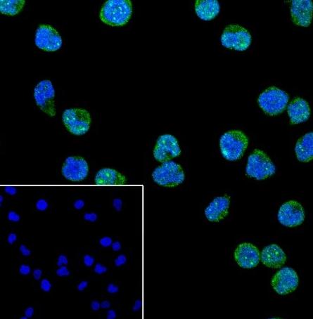 Recombinant Rad51 Monoclonal Antibody - small - 5