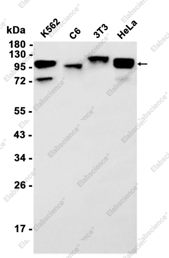 Recombinant SIRT1 Monoclonal Antibody - 2