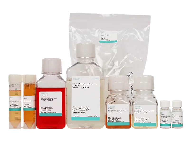 Mouse Cardiac Microvascular Endothelial Cell Isolation and Culture Kit - small - 3