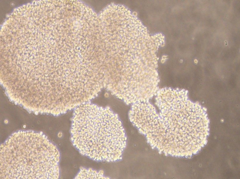 NK-92MI Cell Complete Medium - small - 4