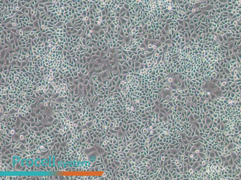 RKO-E6 Cell Complete Medium - 1