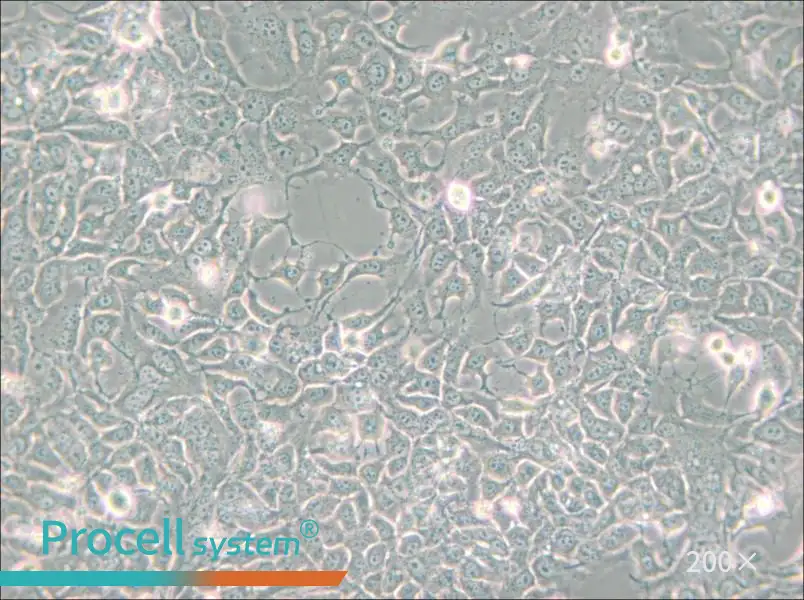 HCC827 Cell Complete Medium - small - 5