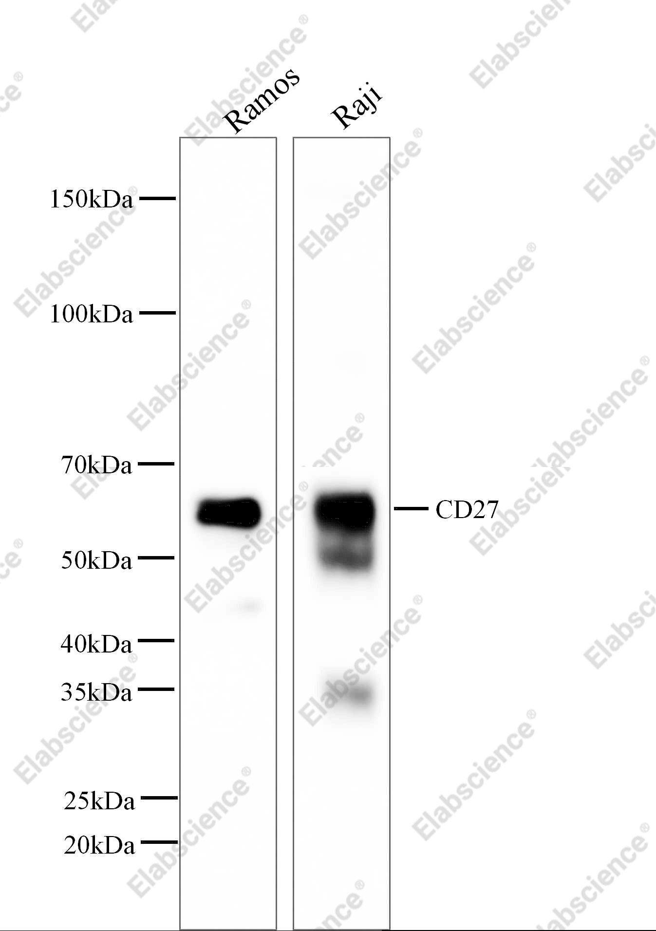 Recombinant CD27/TNFRSF7 Monoclonal Antibody - 2