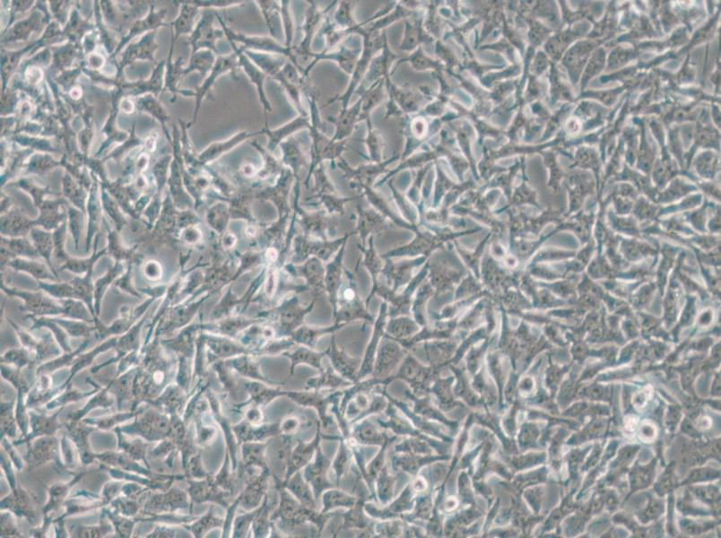 CAL-62 Cell Complete Medium - small - 4