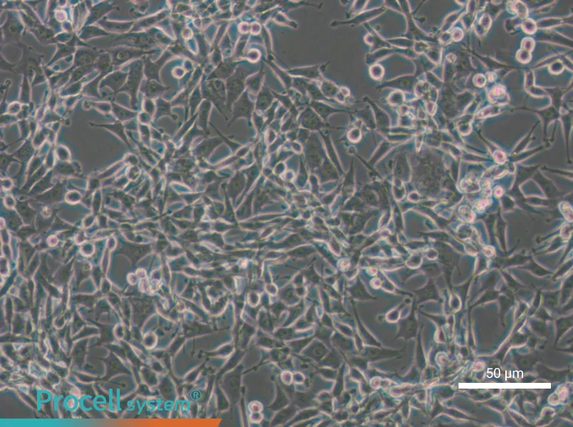 CBRH-7919 Cell Complete Medium - 4