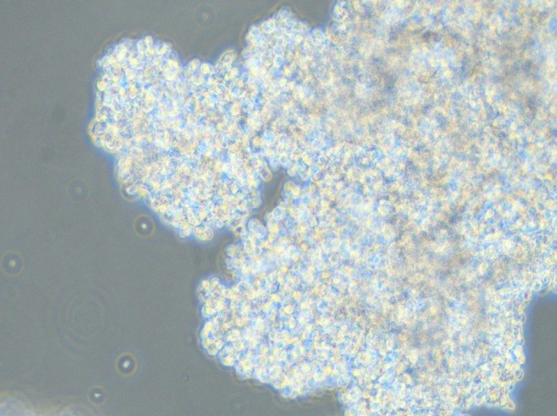 DMS 153 Cell Complete Medium - 5