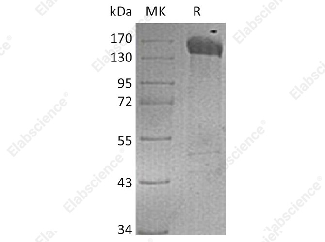 Recombinant Human Jagged 1/JAG1 Protein (Fc Tag) - 1
