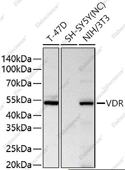 VDR Polyclonal Antibody - 6