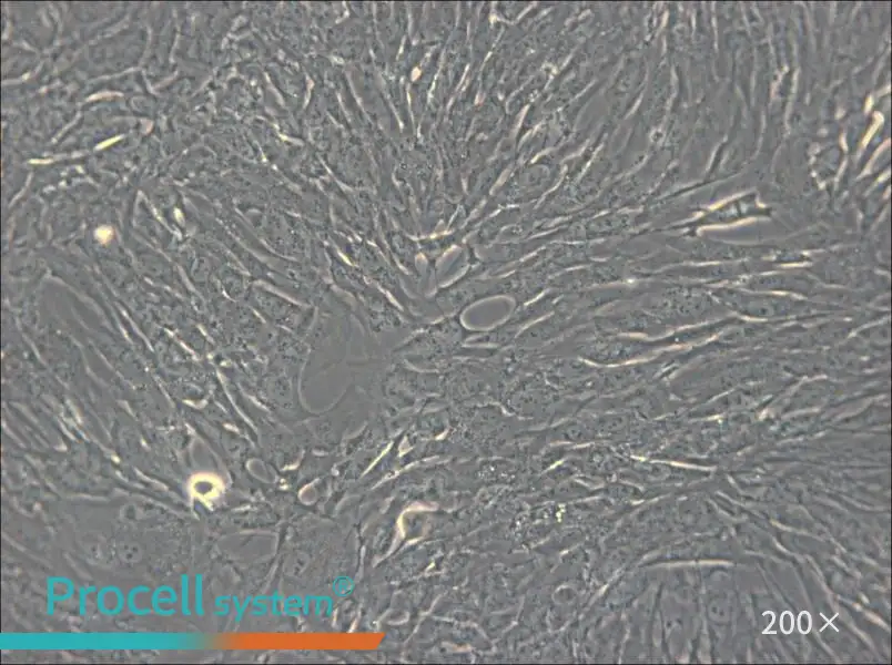 hTERT-HPNE Cell Complete Medium - 5