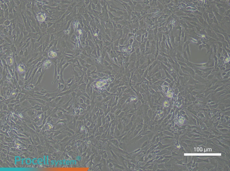 Rat Synovial Fibroblast Complete MediumRat Synovial Fibroblast Complete Medium - 2