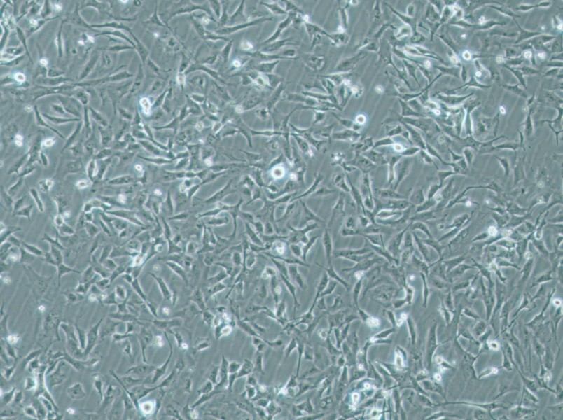 MiCl1 (S+L-) Cell Complete MediumMiCl1 (S+L-) Cell Complete Medium - 2