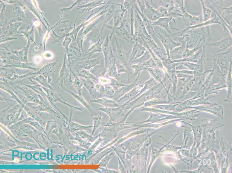 NCI-H2452 [H2452] Cell Complete Medium - 6