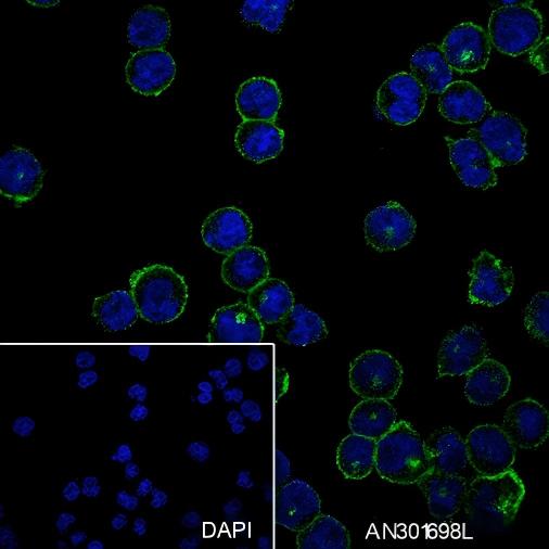 Recombinant CD48 Monoclonal Antibody - small - 3