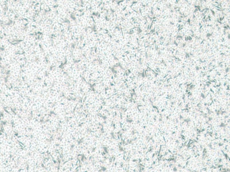 ARD Cell Complete Medium-searchlist-1