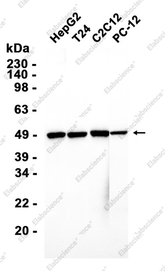 Recombinant AP2M1 Monoclonal Antibody - 2