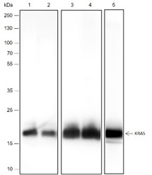 Recombinant KRAS Monoclonal Antibody-searchlist-1
