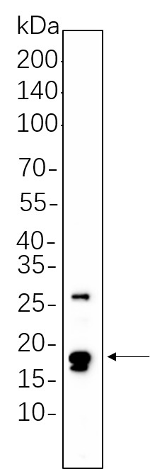 Recombinant Cleaved Caspase-3 (Asp175) Monoclonal Antibody-searchlist-1