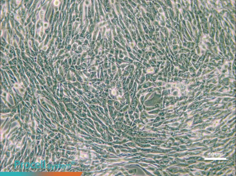 3T6-Swiss albino Cell Complete Medium - small - 6