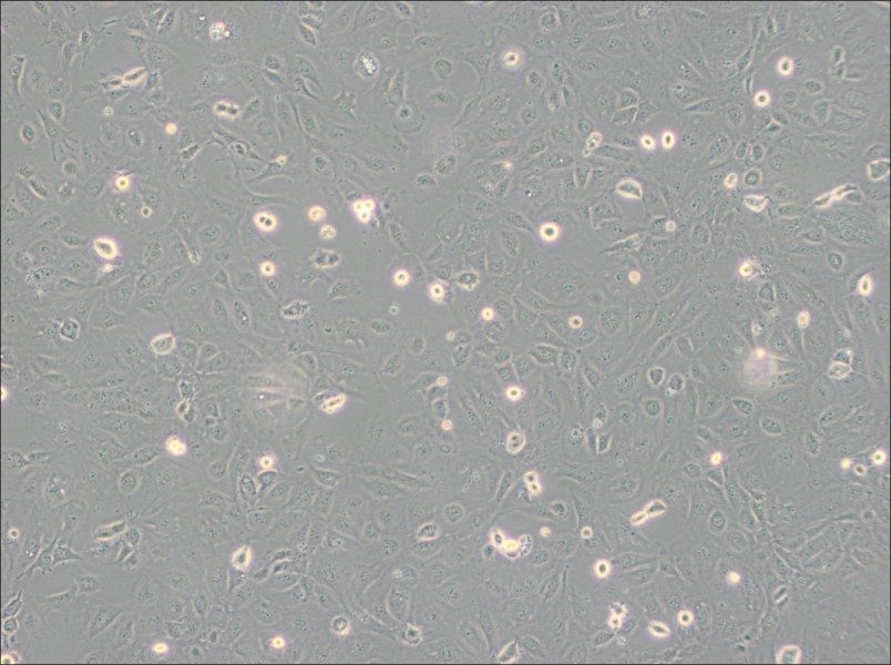 SVEC4-10 Cell Complete Medium-searchlist-1