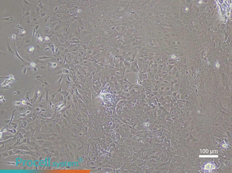 Rat Bladder Transitional Epithelial Cell Complete Medium - 3