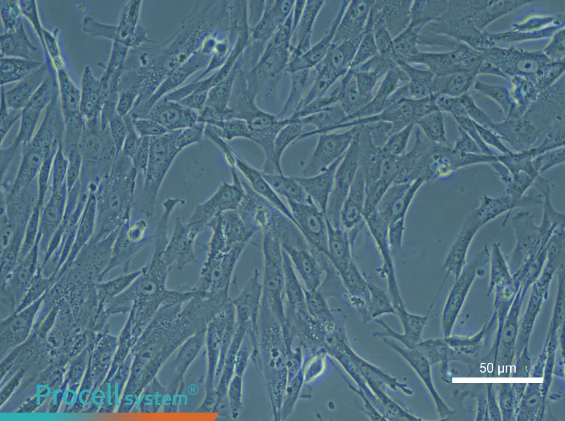 Human Umbilical Cord Mesenchymal Stem Cell Complete Medium - small - 6