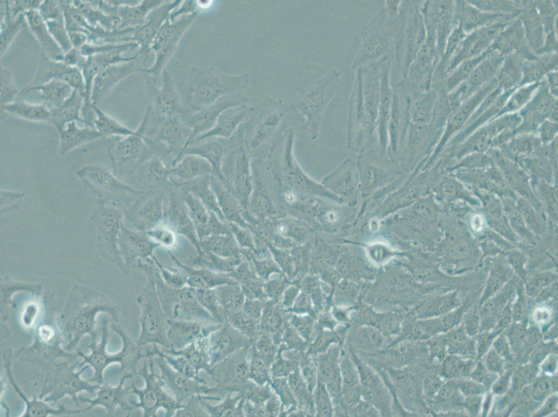 Hela Cell Complete Medium - small - 4