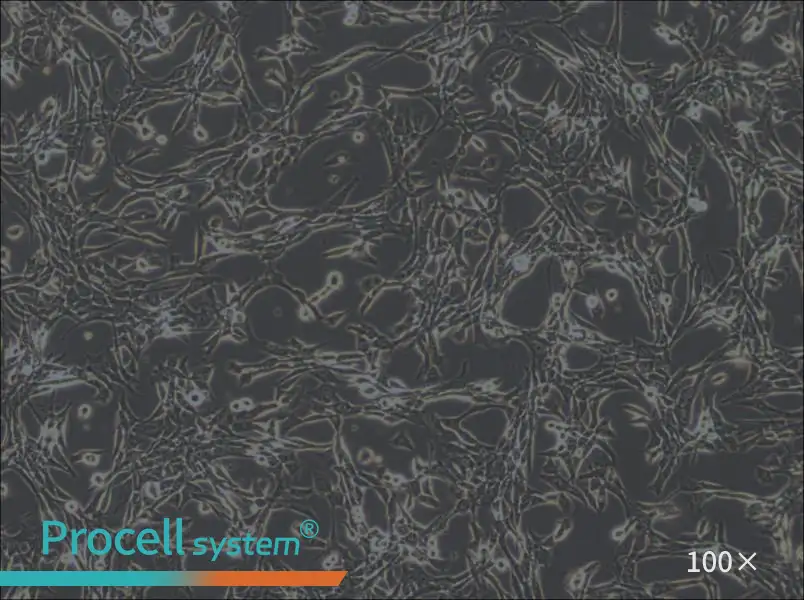 3T6-Swiss albino Cell Complete Medium3T6-Swiss albino Cell Complete Medium - 3