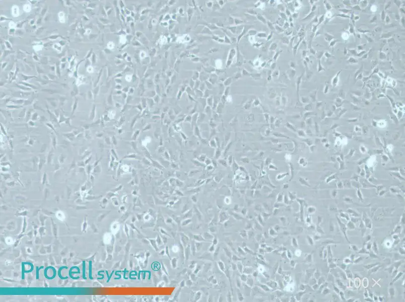 HMEC-1 Cell Complete Medium - 3