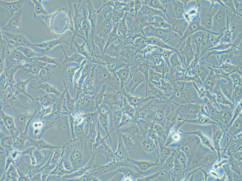 MG-63 Cell Complete Medium - 4