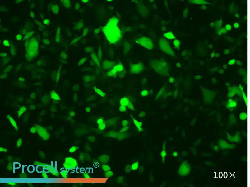 PC-3-LUC-EGFP Cell Complete Medium - 1