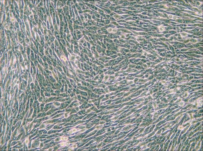 3T6-Swiss albino Cell Complete Medium - small - 4