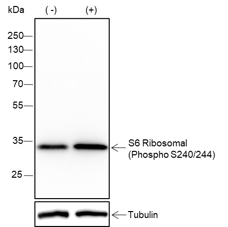 Recombinant Phospho-S6 Ribosomal Protein (Ser240, 244) Monoclonal Antibody-searchlist-1