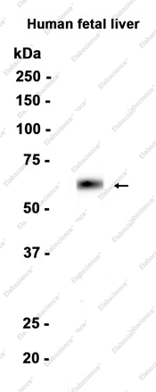 Recombinant Factor X Monoclonal Antibody - 1