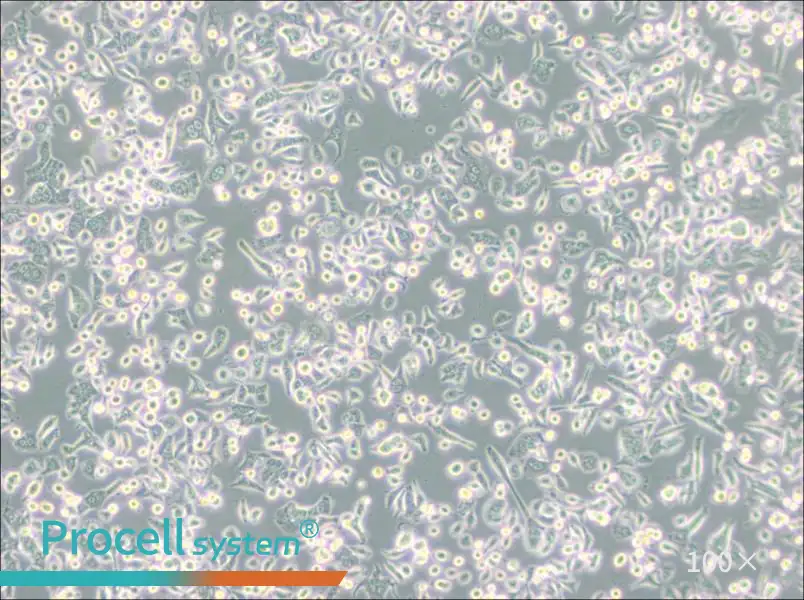 AsPC-1 Cell Complete Medium - 1