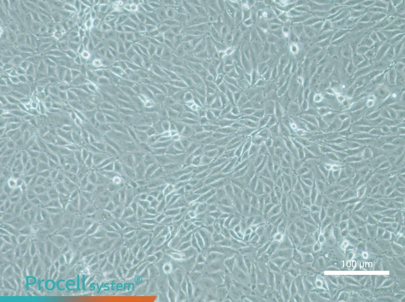 IPEC-J2 Cell Complete Medium - 2