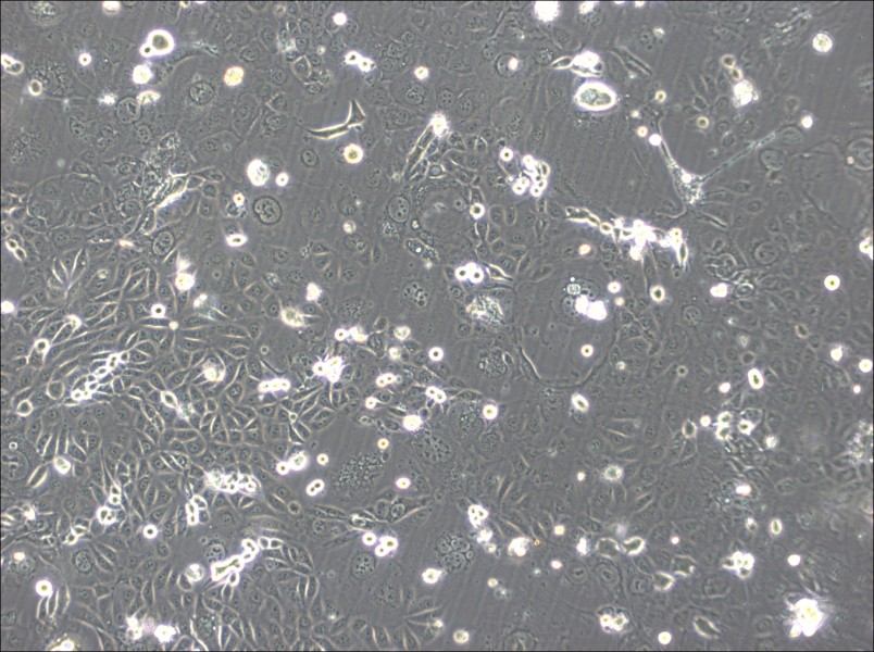 SVCT Cell Complete MediumSVCT Cell Complete Medium - 2