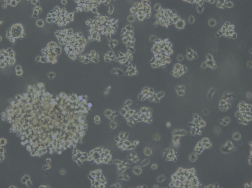 Jiyoye Cell Complete Medium - 5