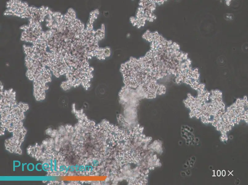 PC-12 (Undifferentiated) Cell Complete Medium - 1