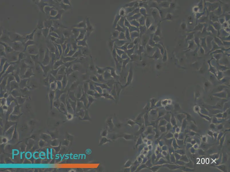 HCC1806 Cell Complete Medium - small - 6