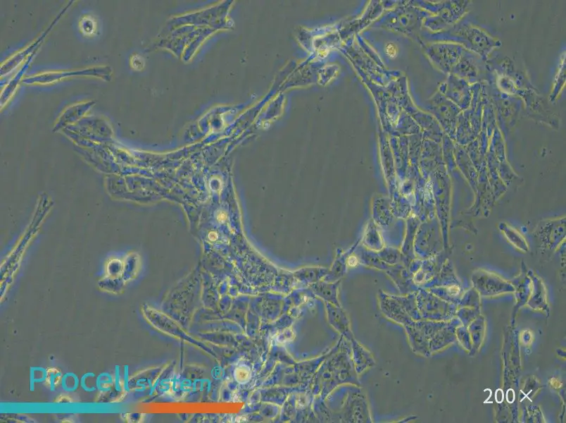 NCI-H446 [H446] Cell Complete Medium - 6