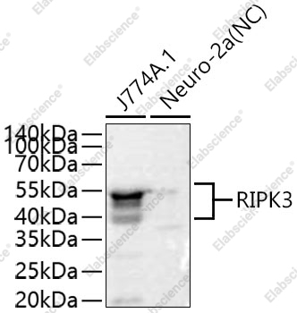 RIP3 Polyclonal Antibody - 5