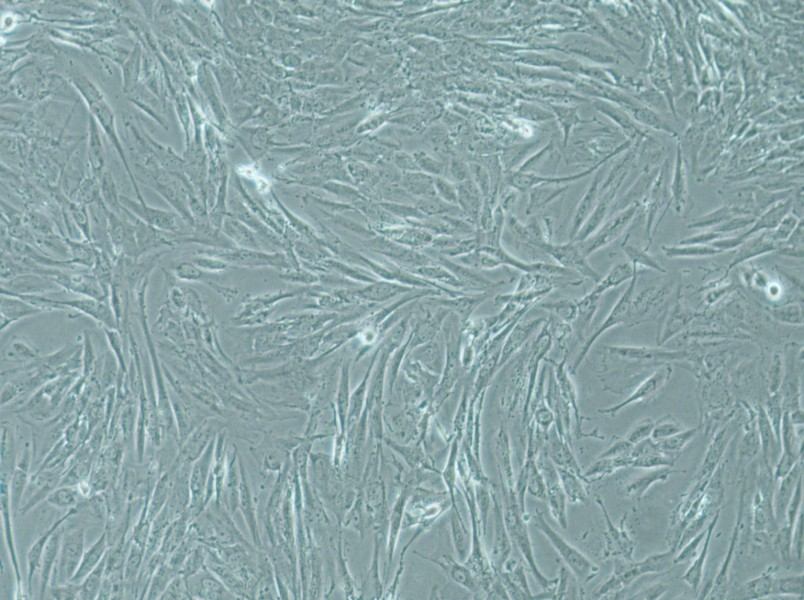 SW1088 Cell Complete MediumSW1088 Cell Complete Medium - 3