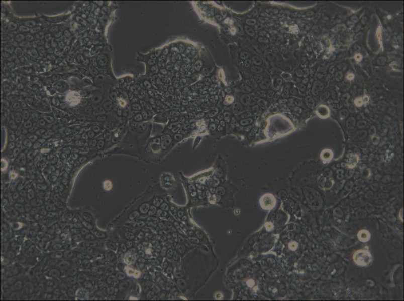 SW1417 Cell Complete Medium - small - 5