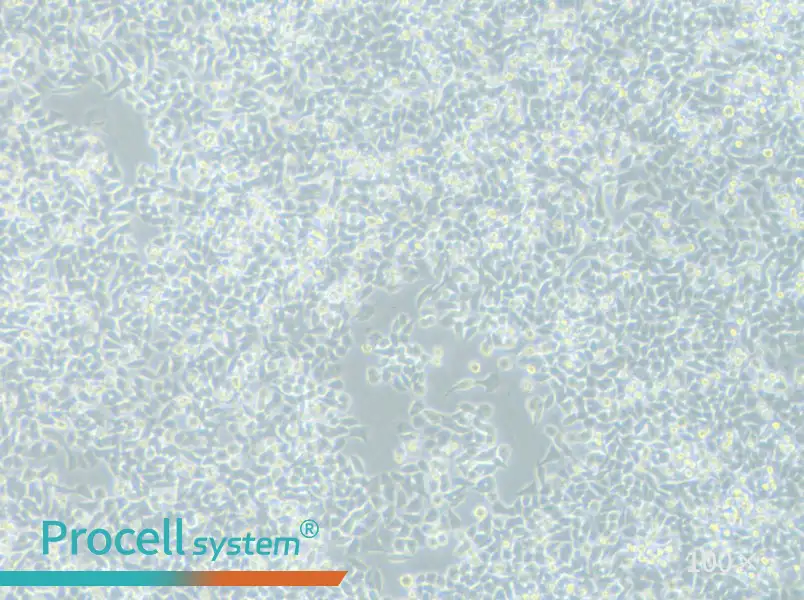 LIM1215 Cell Complete MediumLIM1215 Cell Complete Medium - 3