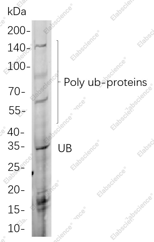 Recombinant Ubiquitin K48 Monoclonal Antibody - 1