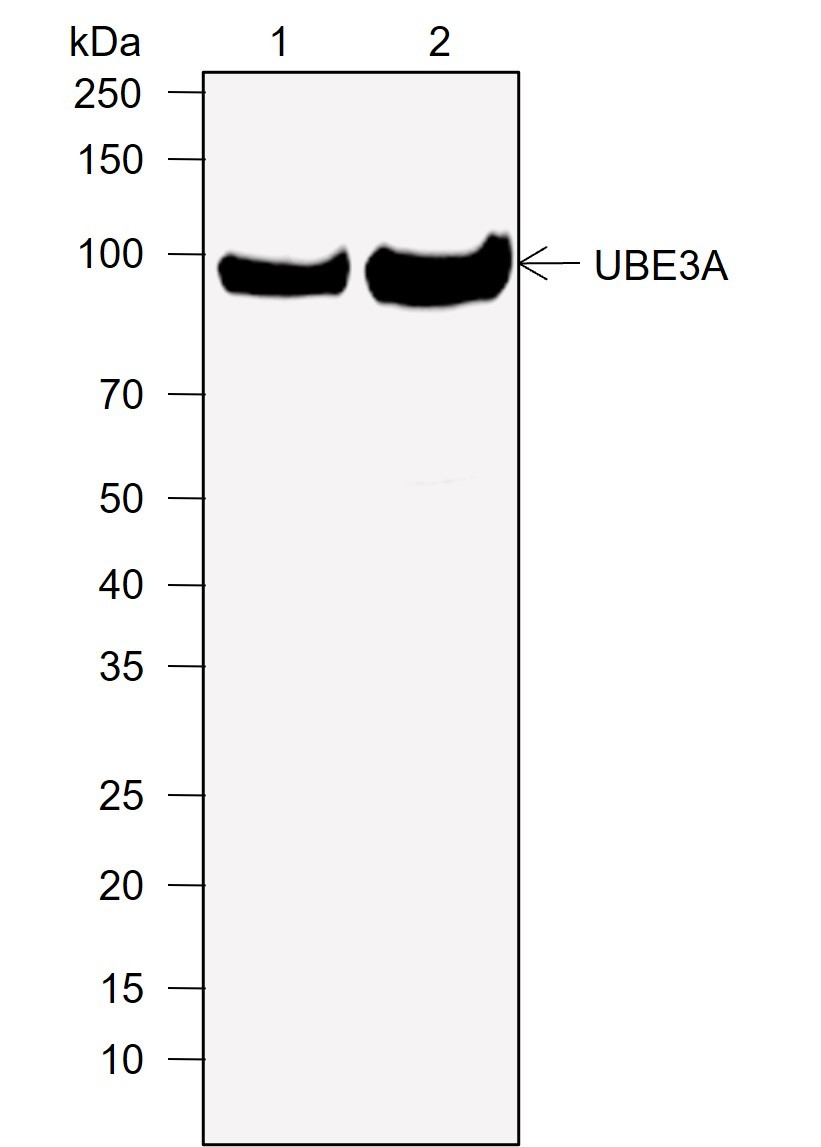 Recombinant UBE3A Monoclonal Antibody-searchlist-1